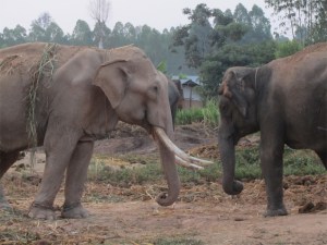 \"Elephants